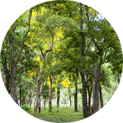 Sandalwood Essential Oil - Living Libations