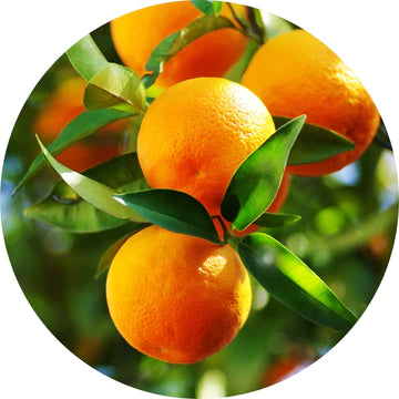 Sweet Orange Essential Oil - Living Libations