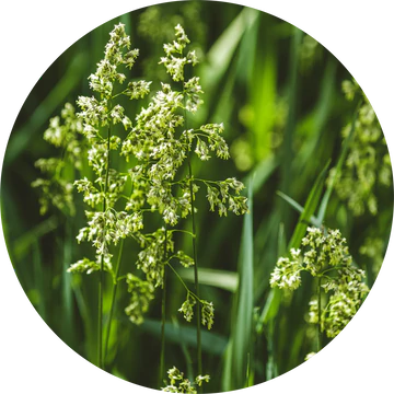 Olejek eteryczny ze słodkiej wiosennej trawy - Living Libations