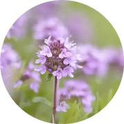 Thyme Sweet Essential Oil - Living Libations