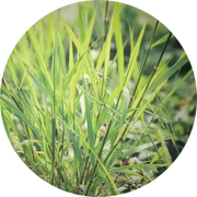 Vetiver Ruh Khus Essential Oil - Living Libations