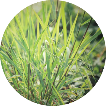 Vetiver Ruh Khus Essential Oil - Living Libations