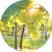 White Cognac Essential Oil - Living Libations