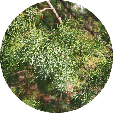 Cypress Leaf White Essential Oil - Living Libations
