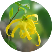 Ylang Complete Essential Oil - Living Libations