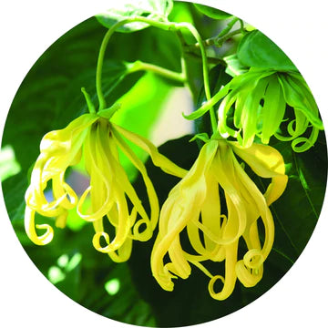 Ylang Essential Oil - Living Libations