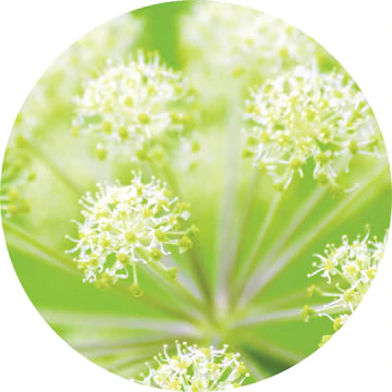 Angelica Root Essential Oil - Living Libations