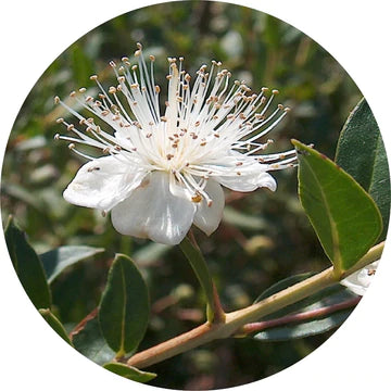 Anise Myrtle Essential Oil - Living Libations