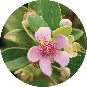 Australian Rose Essential Oil - Living Libations