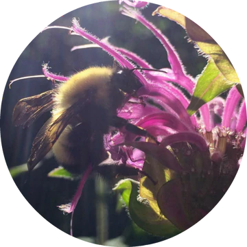 Bee Balm Essential Oil - Living Libations-Live in the Light Naturally Ltd