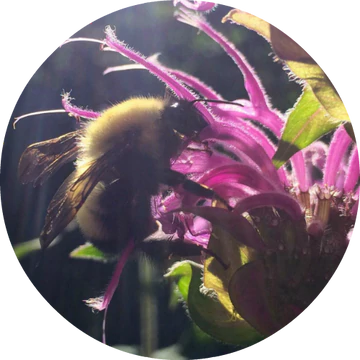 Bee Balm Essential Oil - Living Libations