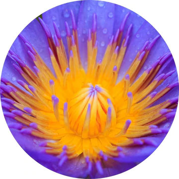 Blue Lotus Absolute - żywe libacje