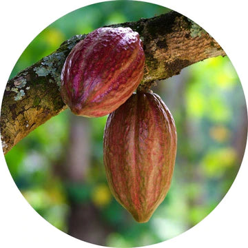 Ekstrakt z kakaowca - żywe libacje