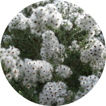 Cape Chamomile Essential Oil - Living Libations