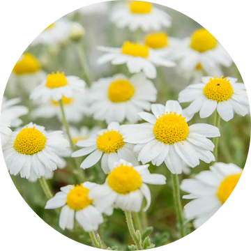 Chamomile Essential Oil - Living Libations-Live in the Light Naturally Ltd