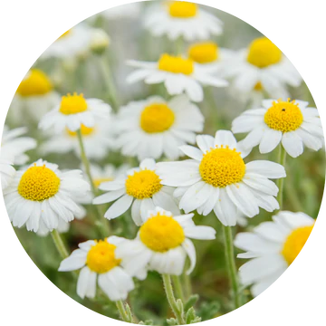 Chamomile Essential Oil - Living Libations