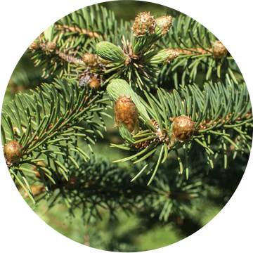 Christmas Tree Essential Oil - Living Libations