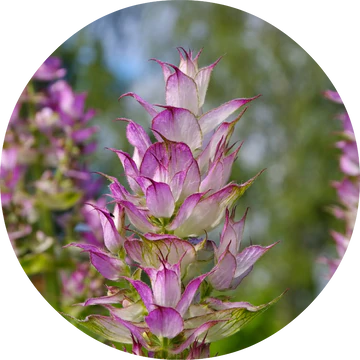 Clary Sage Essential Oil - Living Libations-Live in the Light Naturally Ltd