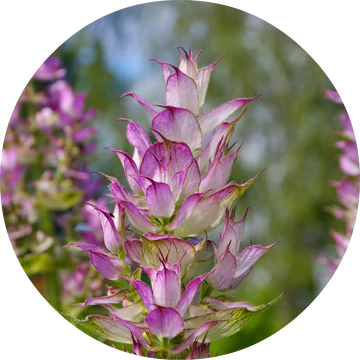 Clary Sage Essential Oil - Living Libations