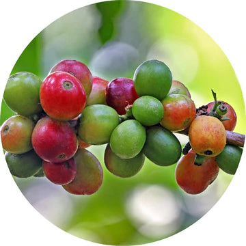 Coffee Bean Essential Oil - Living Libations