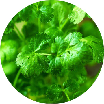 Cilantro Leaf Essential Oil - Living Libations-Live in the Light Naturally Ltd
