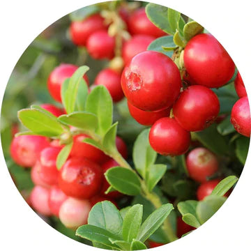Cranberry Seed Carrier Oil - Living Libations