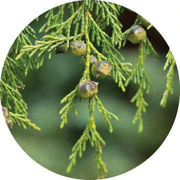 Cypress Essential Oil - Living Libations