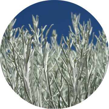 Sage Desert Essential Oil - Living Libations