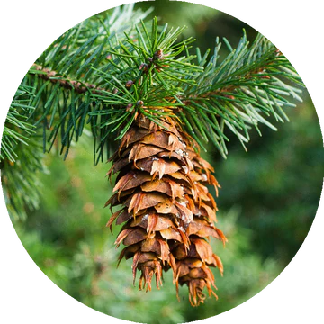 Douglas Fir Essential Oil - Living Libations-Live in the Light Naturally Ltd
