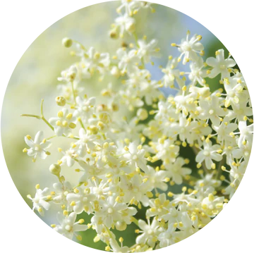 Huile essentielle de fleur de sureau - Living Libations