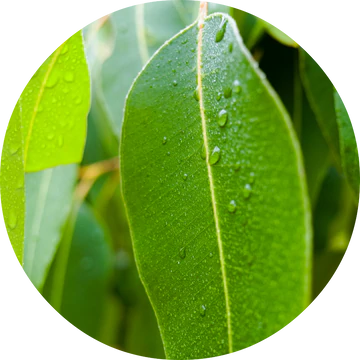 Eucalyptus Essential Oil - Living Libations