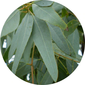 Huile Essentielle Eucalyptus Citron Ironbark - Living Libations