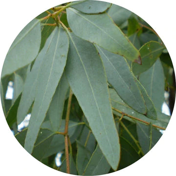 Olejek Eukaliptusowy Lemon Ironbark - Żywe Libacje