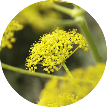 Fennel Essential Oil - Living Libations-Live in the Light Naturally Ltd