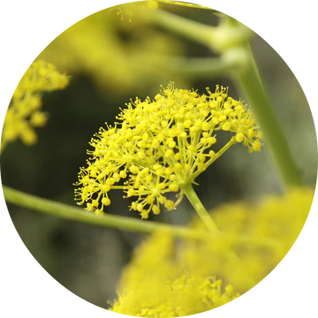 Fennel Essential Oil - Living Libations