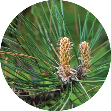 Pine Grande White Essential Oil - Living Libations