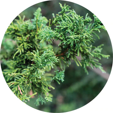 Cypress, Hinocki Essential Oil - Living Libations