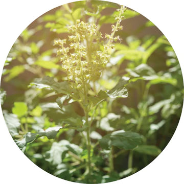 Holy Basil Essential Oil - Living Libations