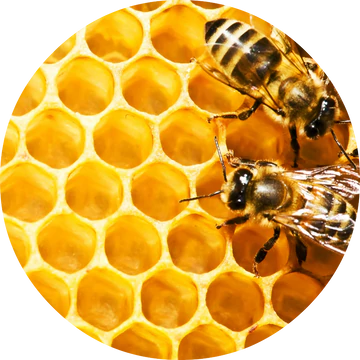 Honeycomb Absolute - Living Libations