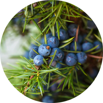 Juniper Berry Essential Oil - Living Libations-Live in the Light Naturally Ltd