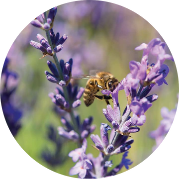 Lavender Essential Oil - Living Libations