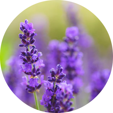 Lavender Absolute - Living Libations