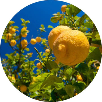 Lemon Essential Oil - Living Libations