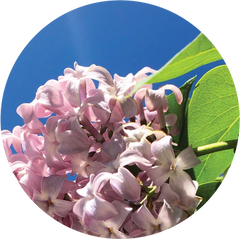 Hungarian Lilac Essential Oil