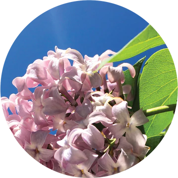 Lilac Essential Oil - Living Libations