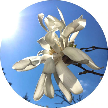 Magnolia Flower Essential Oil - Living Libations