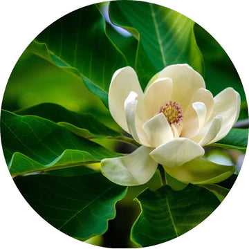 Olejek eteryczny z liści magnolii - Living Libations