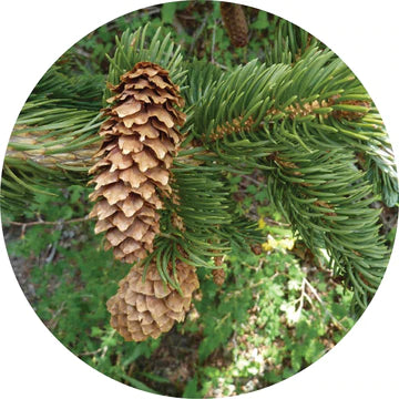 Spruce Mountain Essential Oil - Living Libations