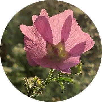 Musk Mallow Essential Oil - Living Libations