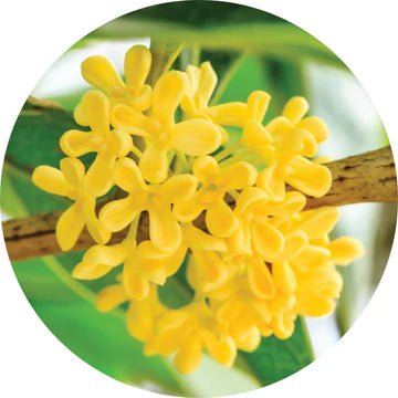 Osmanthus Absolute - Living Libations